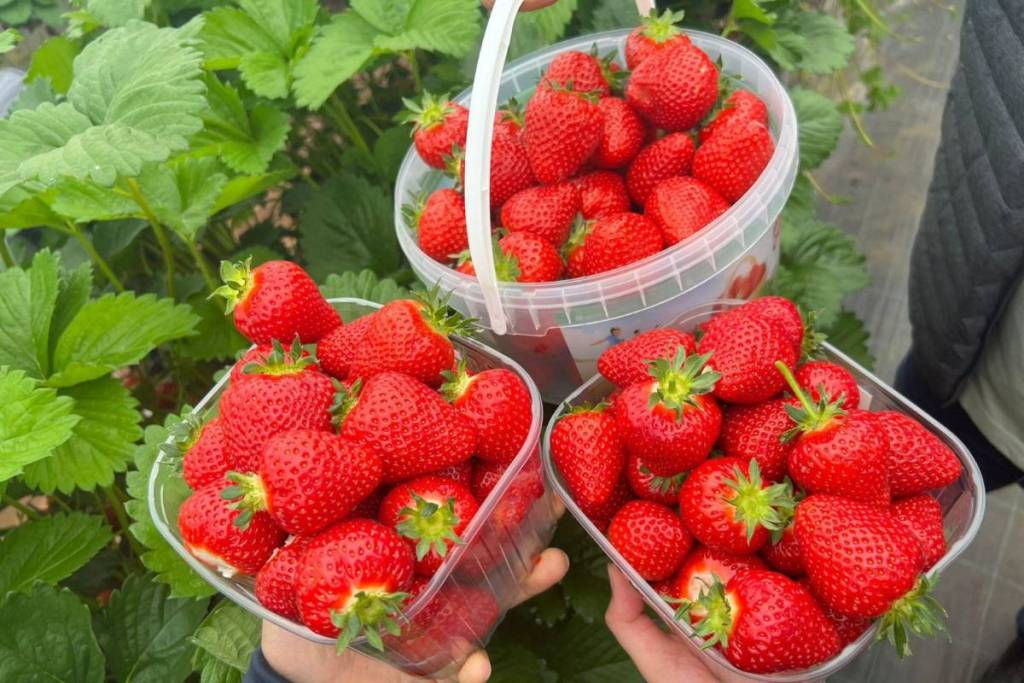 Three strawberry punnets