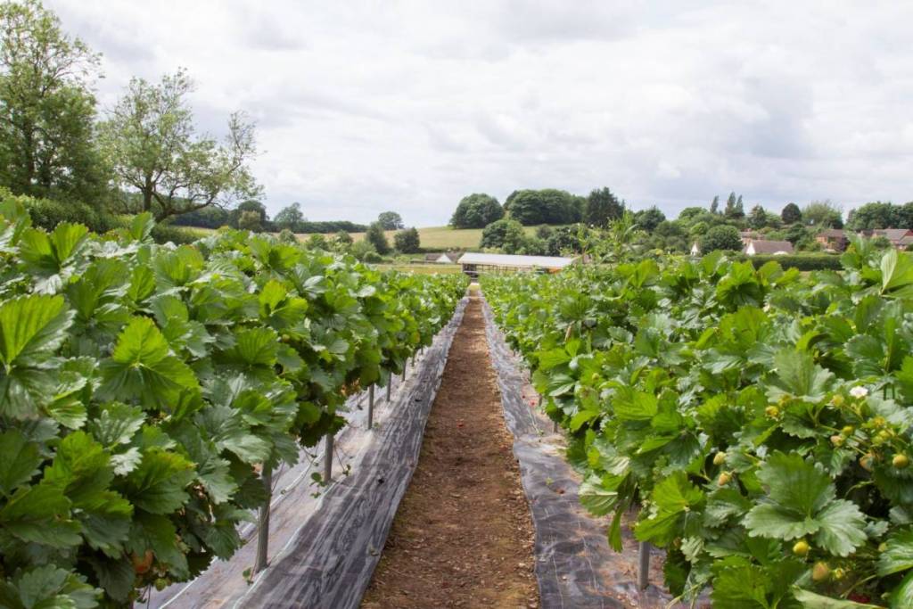 A strawberry field