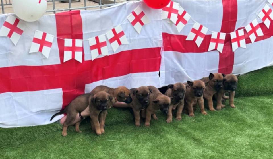 Meet Jude, Morgan and Rogers: The new West Midlands Police dog squad named after England’s superstars – here’s how to foster one of these adorable pups