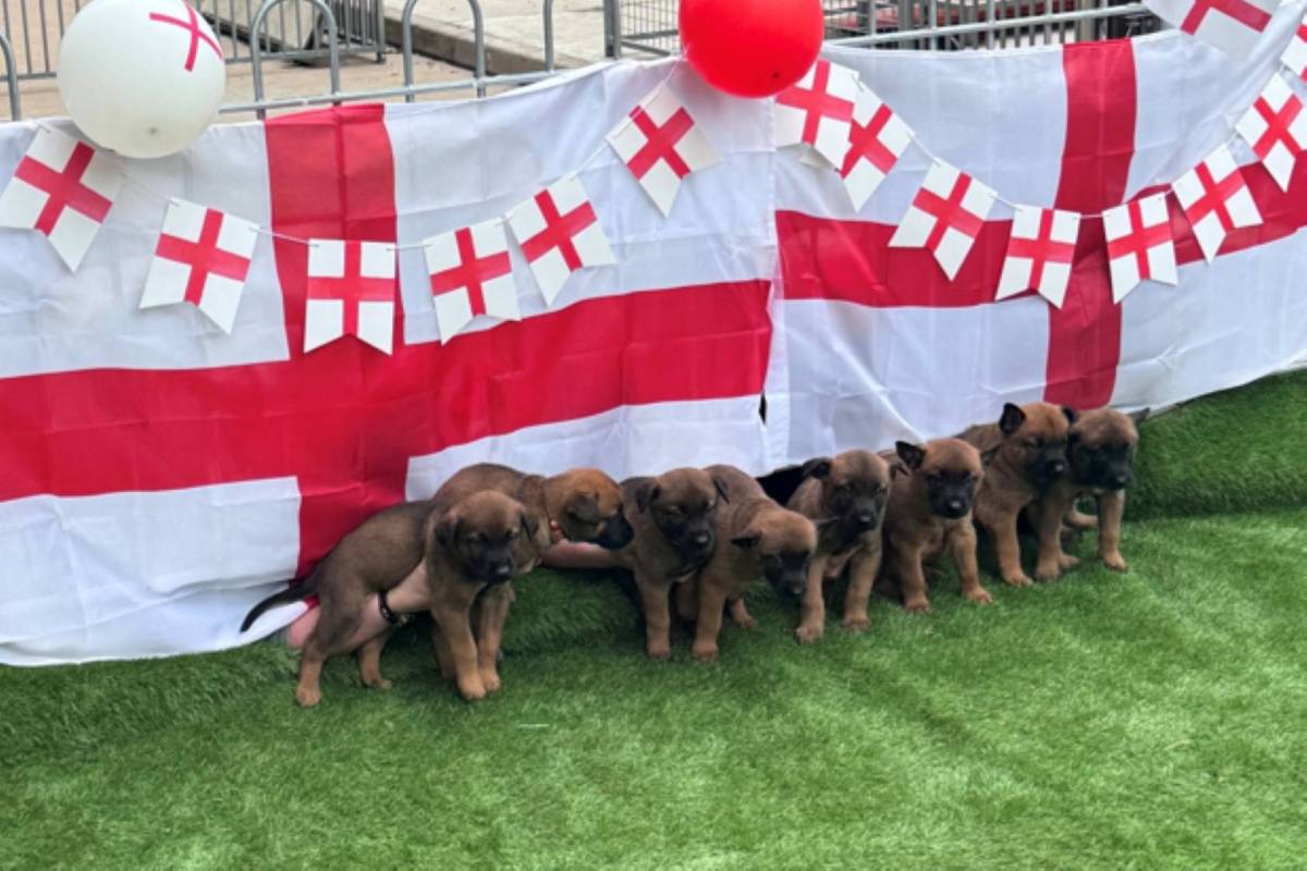 Meet Jude, Morgan and Rogers: The new West Midlands Police dog squad named after England’s superstars – here’s how to foster one of these adorable pups
