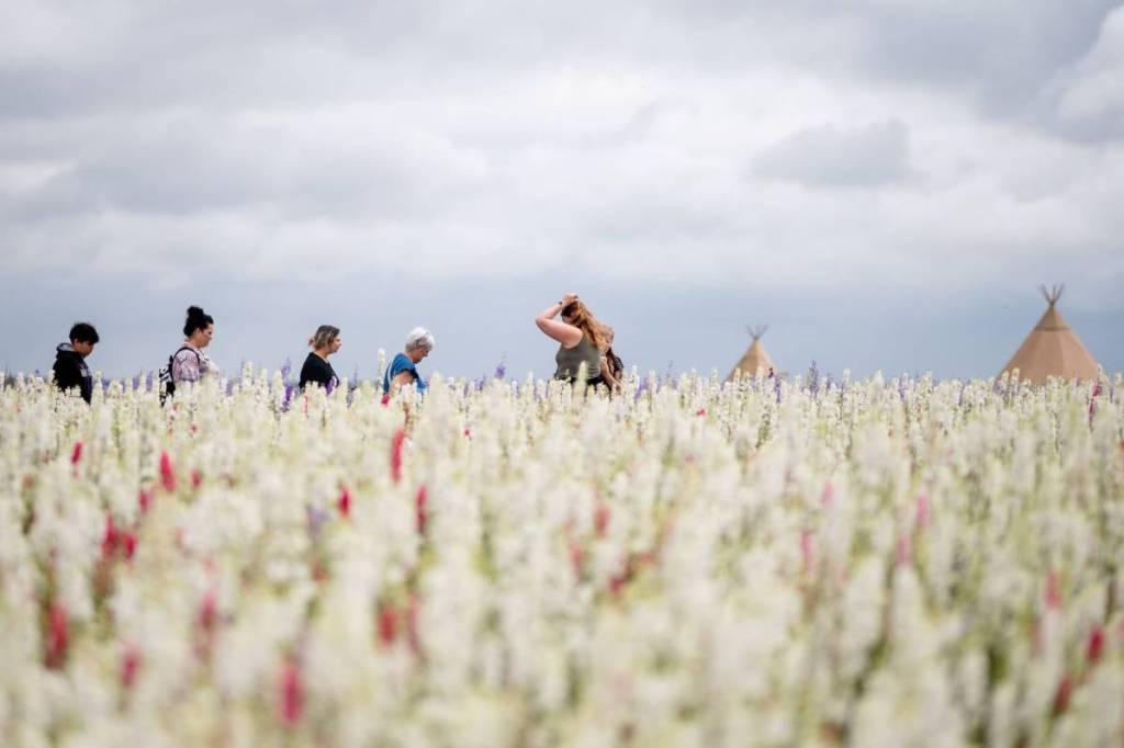People walking in Shropshire Petal Fields