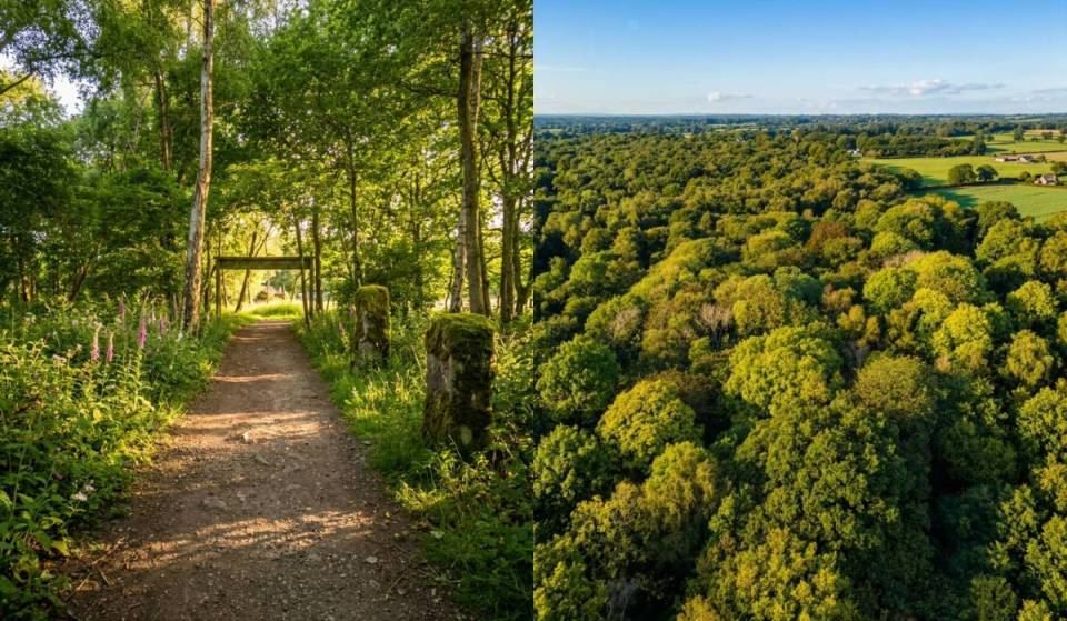 ‘Ibiza in the woods’ on the outskirts of Birmingham invites you to go screen-free – the 11-hour electronic music festival kicks off this August