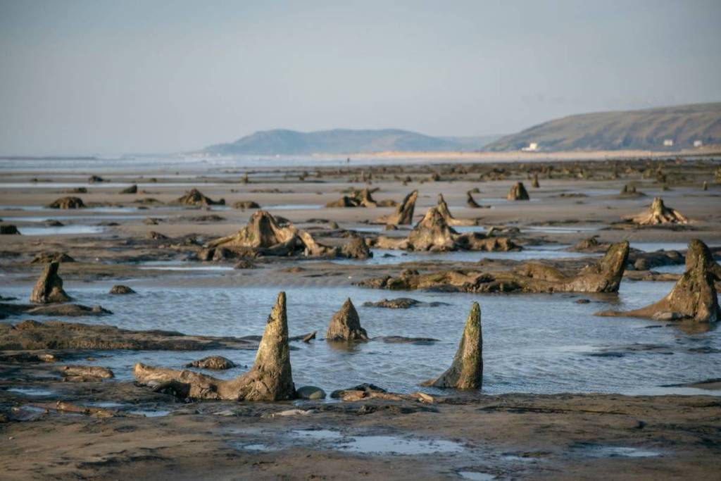 the petrified forest with a view of Aberdyfi behind it at low tide
