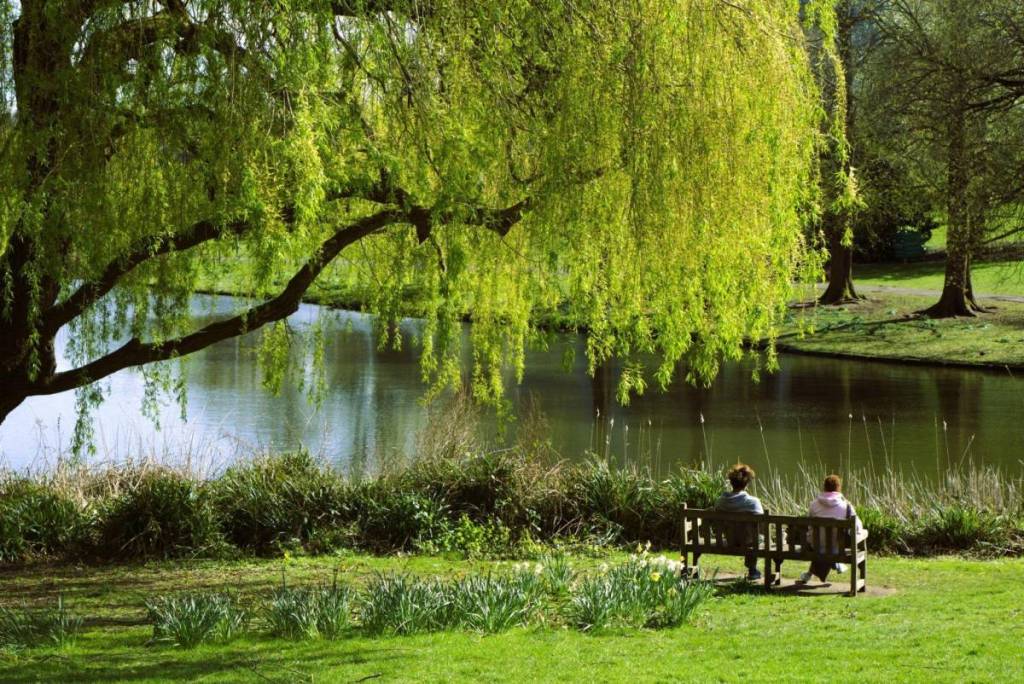 two people sit on a bench by a lake, underneath a big tree 