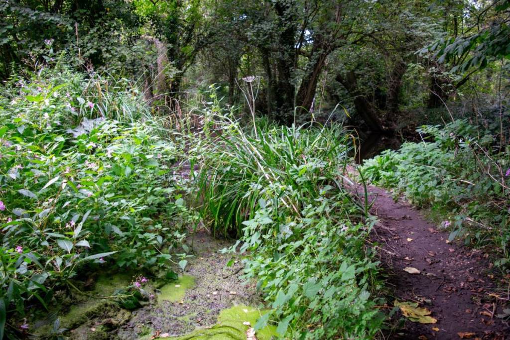 Trees and nature of Moseley bog and Nature reserve
