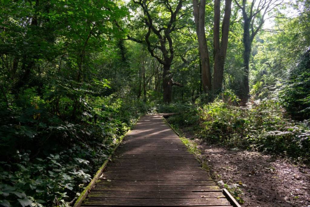 Moseley Bog, Tolkien Old Forest, Black Country UK. Forest board walk with sunlight shining through.
