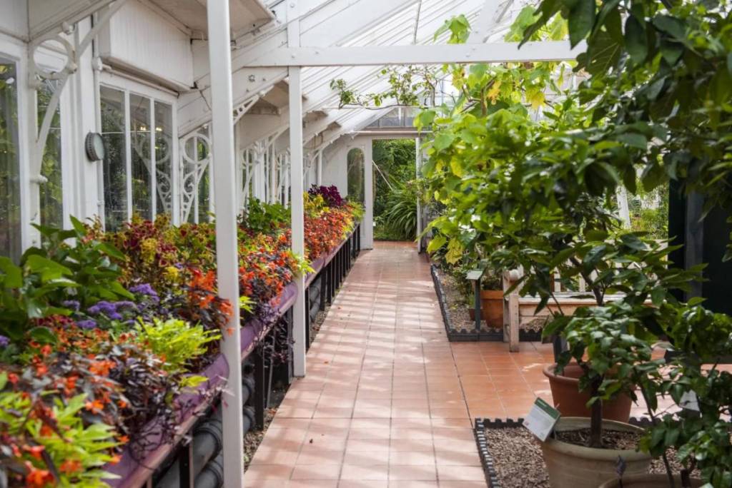 Inside a greenhouse at Birmingham Botanical Gardens