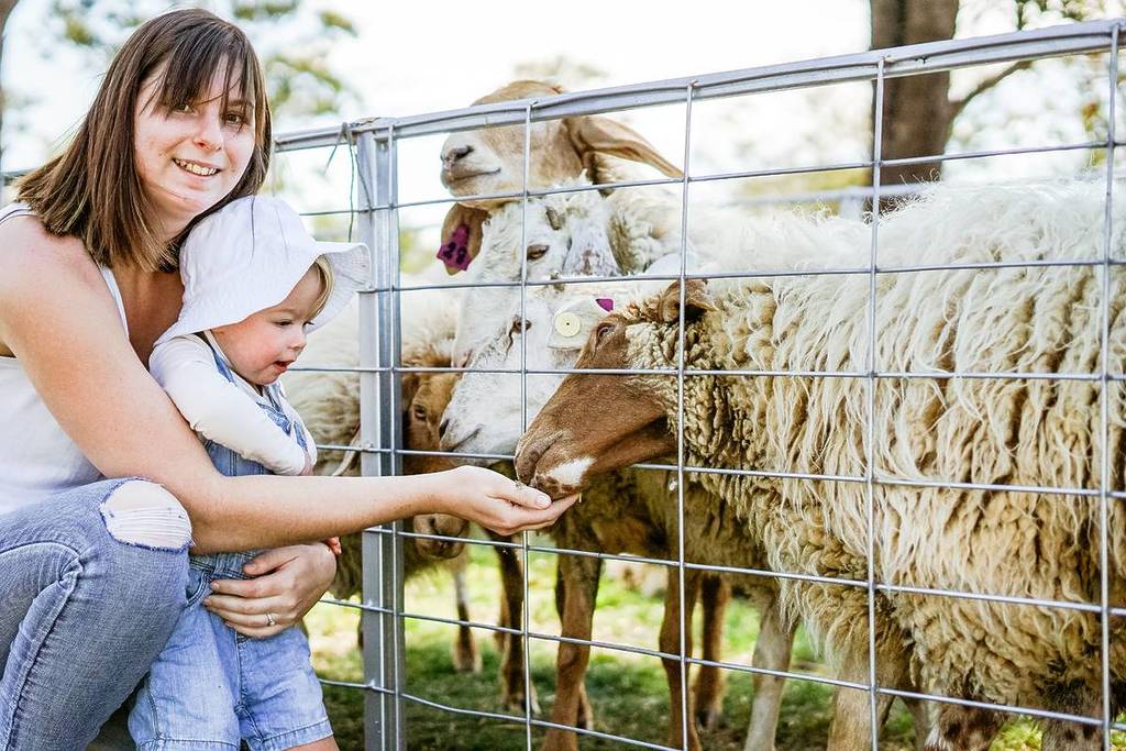 TOWRI SHEEP CHEESES scenic rim farm gate trail