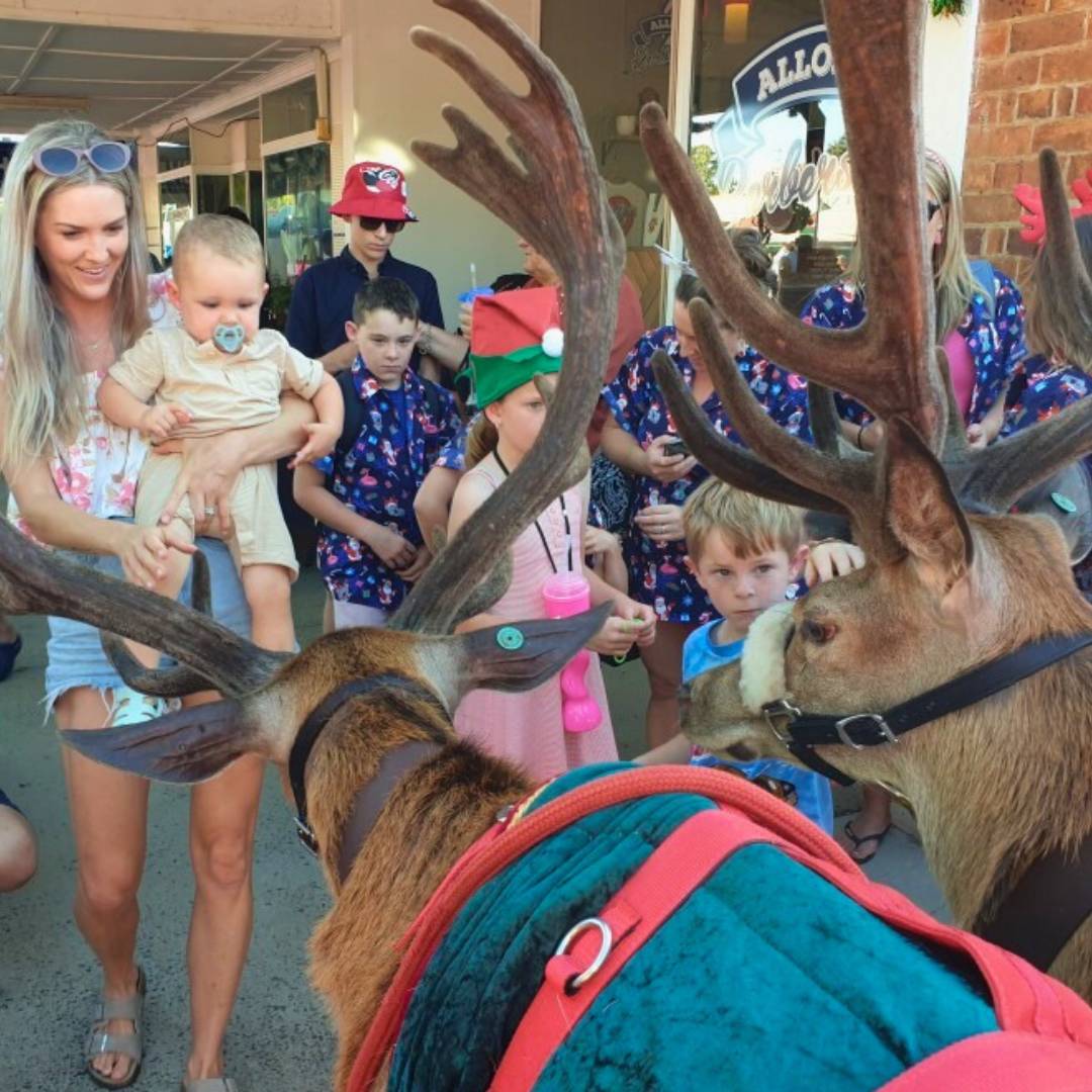 redcliffe twilight christmas market reindeer