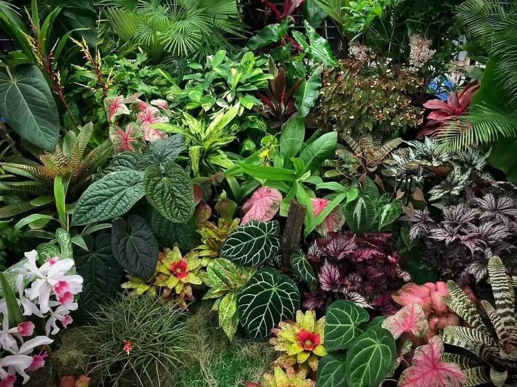 tropical foliage festival