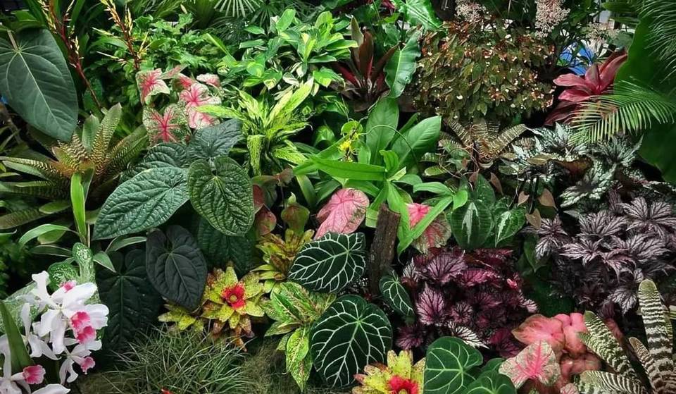 A Massive Tropical Plant Festival Is Making Its Way To Brisbane This November