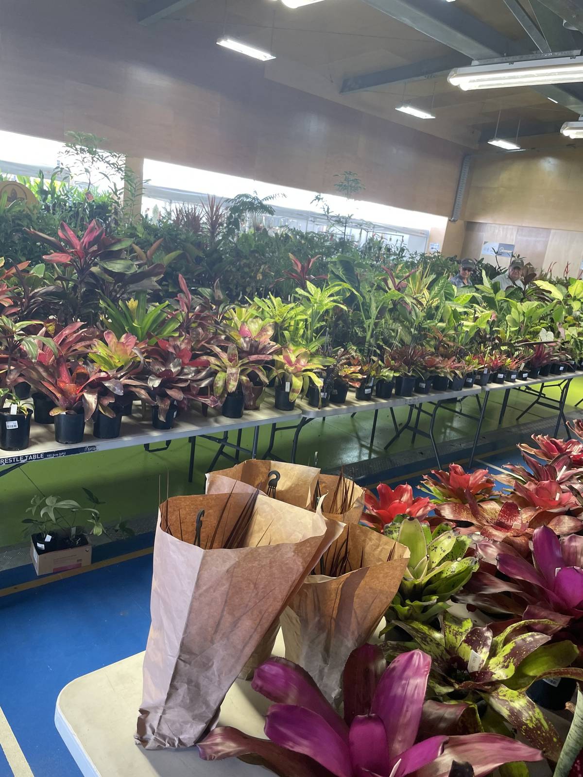 tropical foliage festival