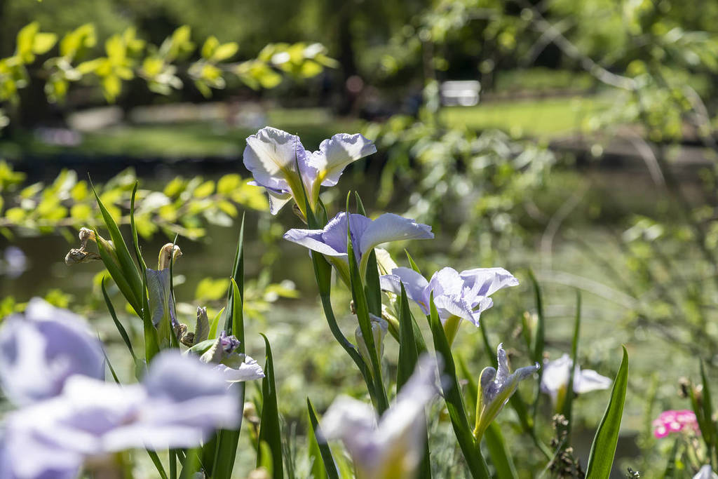 brisbane botanic gardens