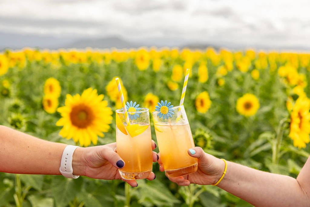 Kalbar Sunflowers festival drinks