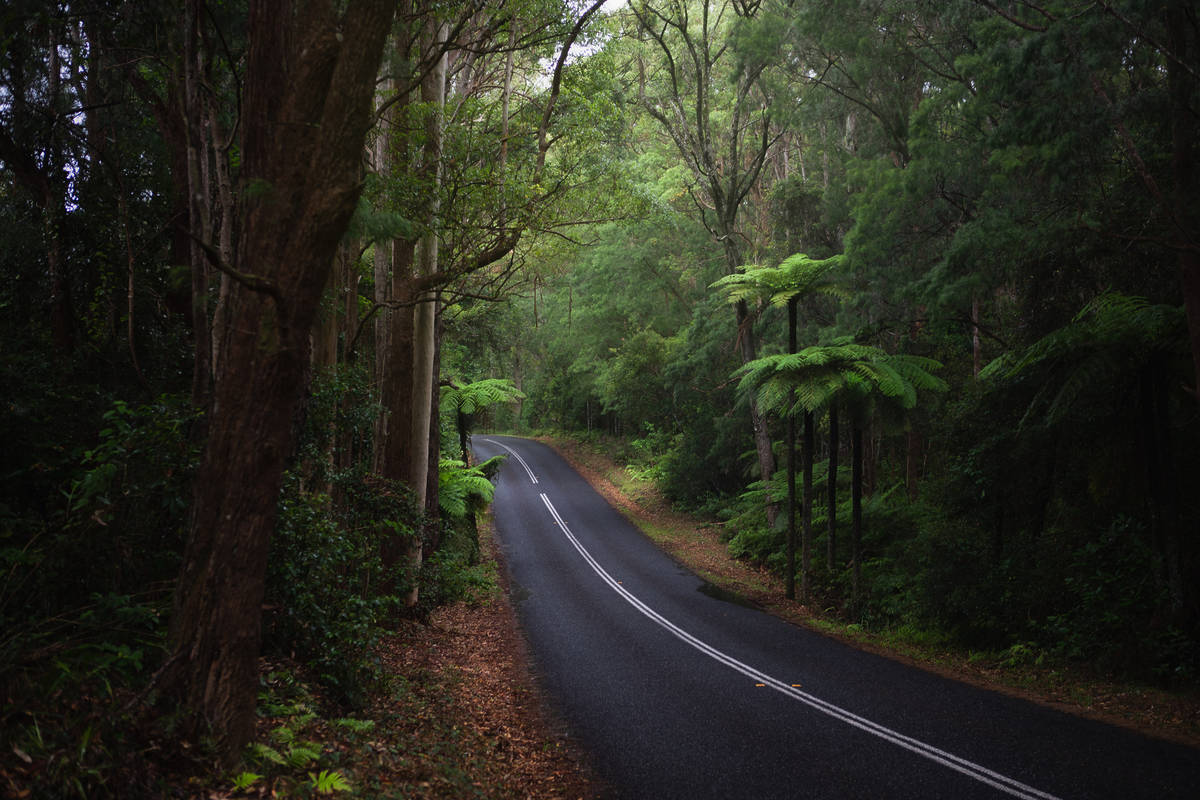 springbrook national park drive