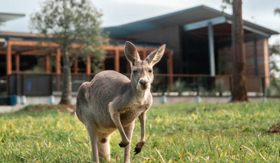 Wake Up To Kangaroos, Emus And Koalas At The Irwin Family’s Crocodile Hunter Lodge
