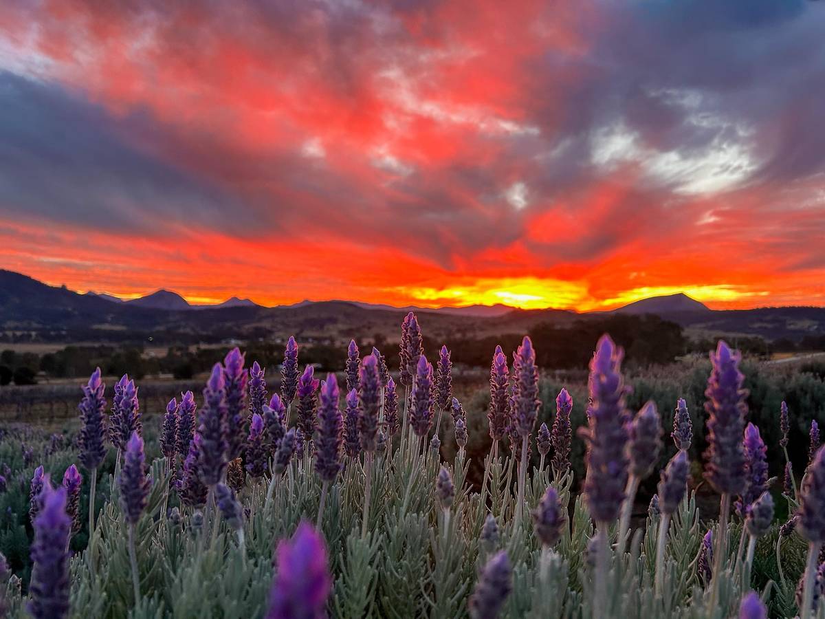 Kooroomba Vineyard and Lavender Farm sunset
