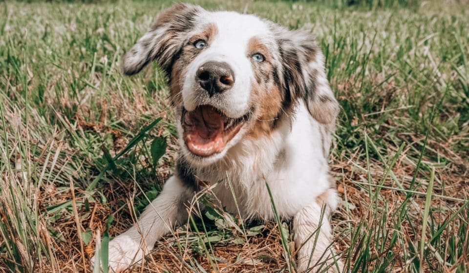 11 Pawfect Dog Parks and Pubs You Can Take Your Pupper To In Brisbane