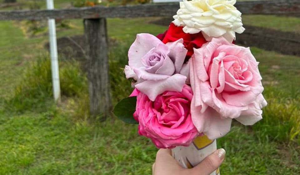 Brookfield’s Pick Your Own Rose Farm Is Hosting A Relaxing Afternoon Concert In The Flower Garden