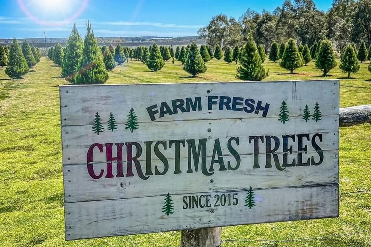 The Best Places You Can Buy Real Christmas Trees In Brisbane