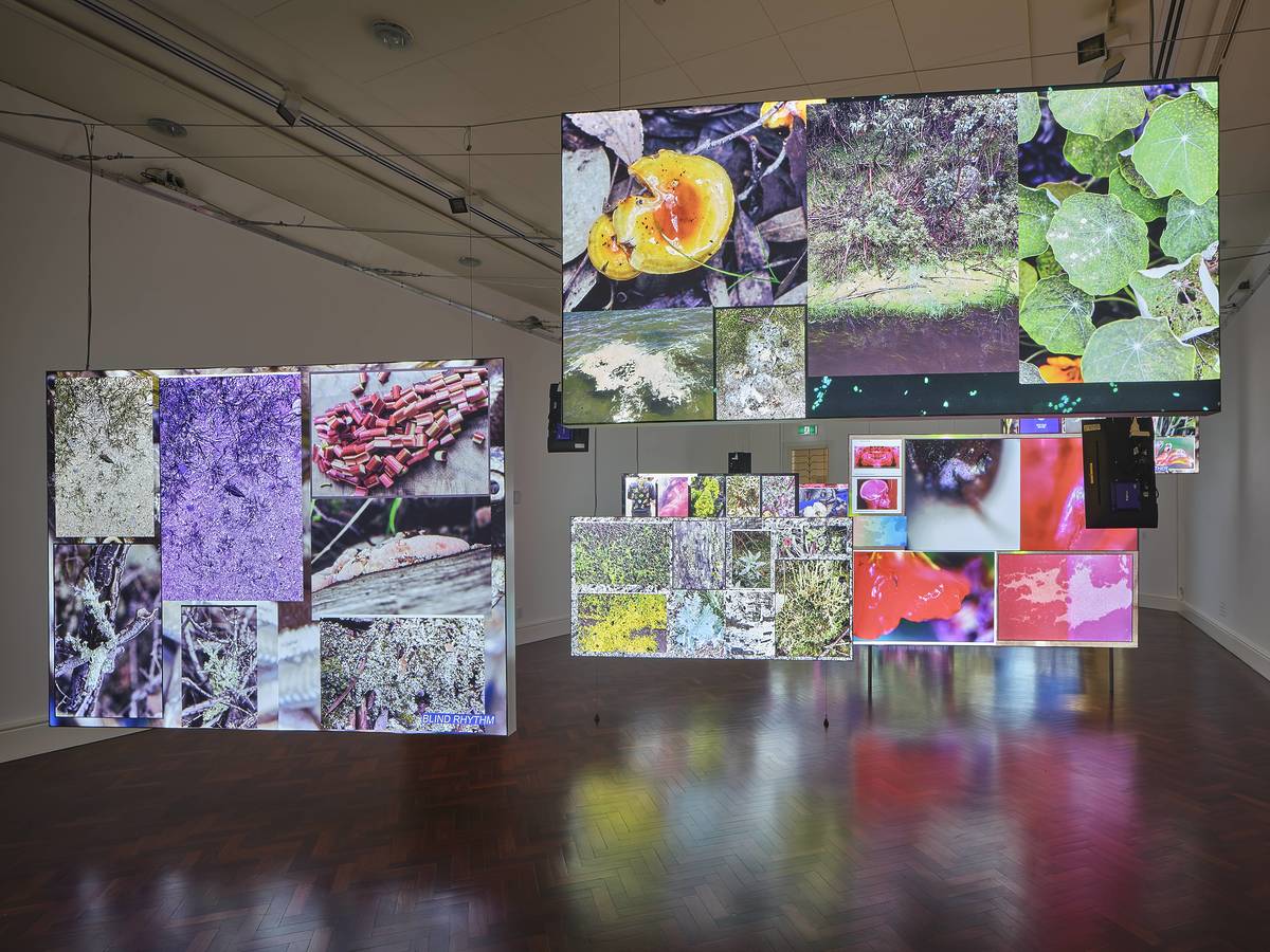 ecology after nature exhibitions anti taxonomies alicia