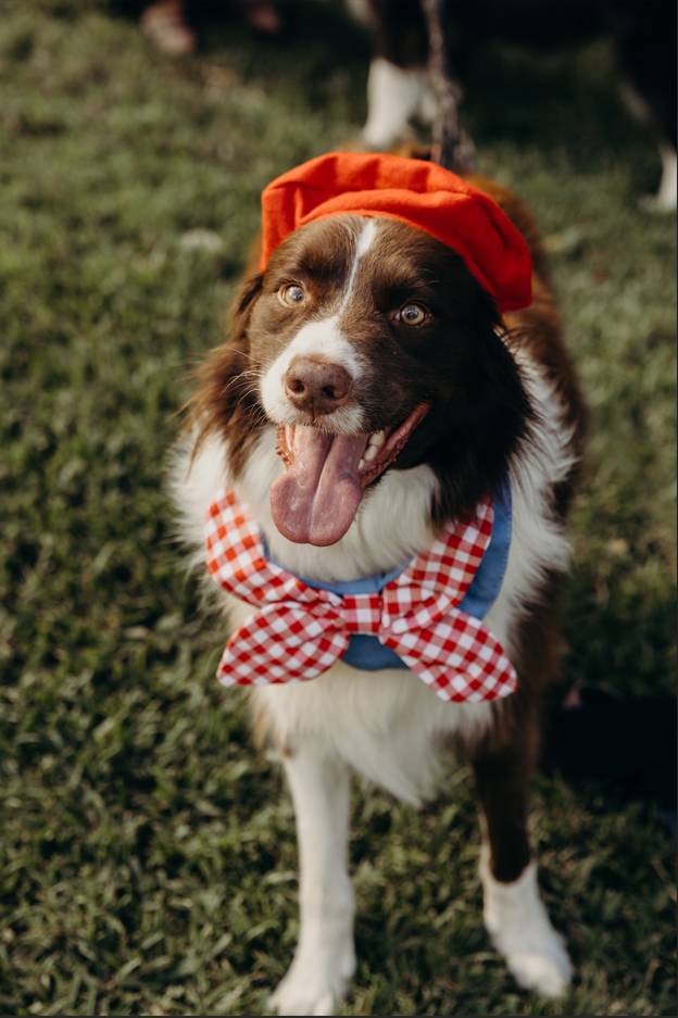 le festival dog pique nique