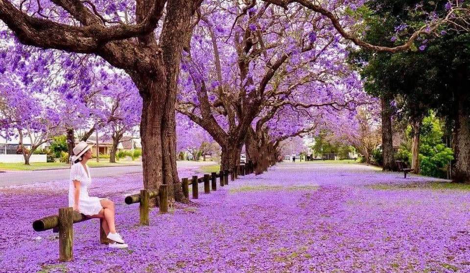 Head Out Of Town For A Delightful Jacaranda Festival This Spring