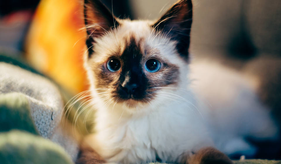 A Two-Day Cat Festival Is Pouncing Into Brisbane This March
