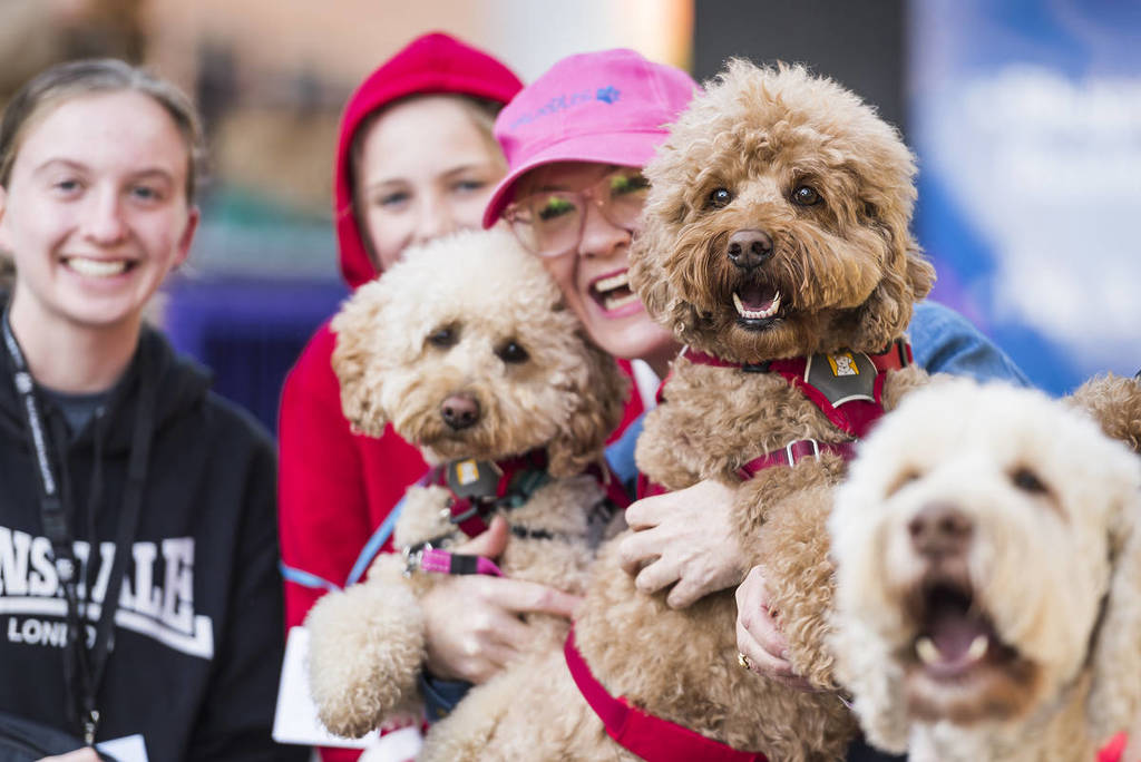 dog lovers festival brisbane