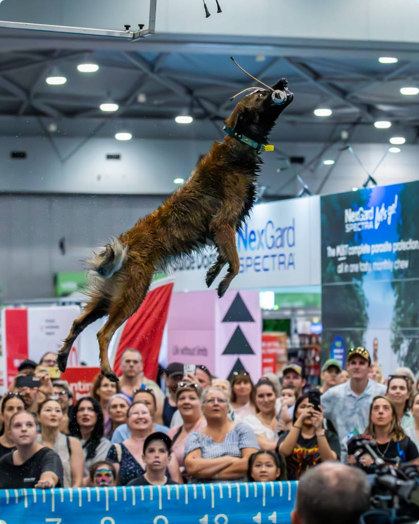 Dog Lovers Festival brisbane jumping show