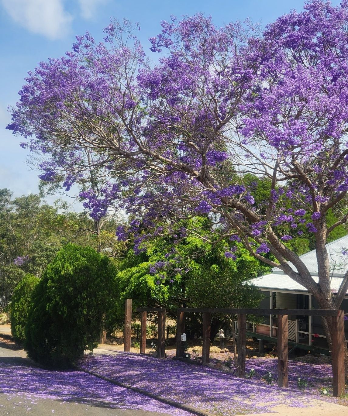 jacaranda festival herberton