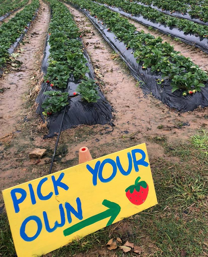 mcmartins farm pyo strawberries