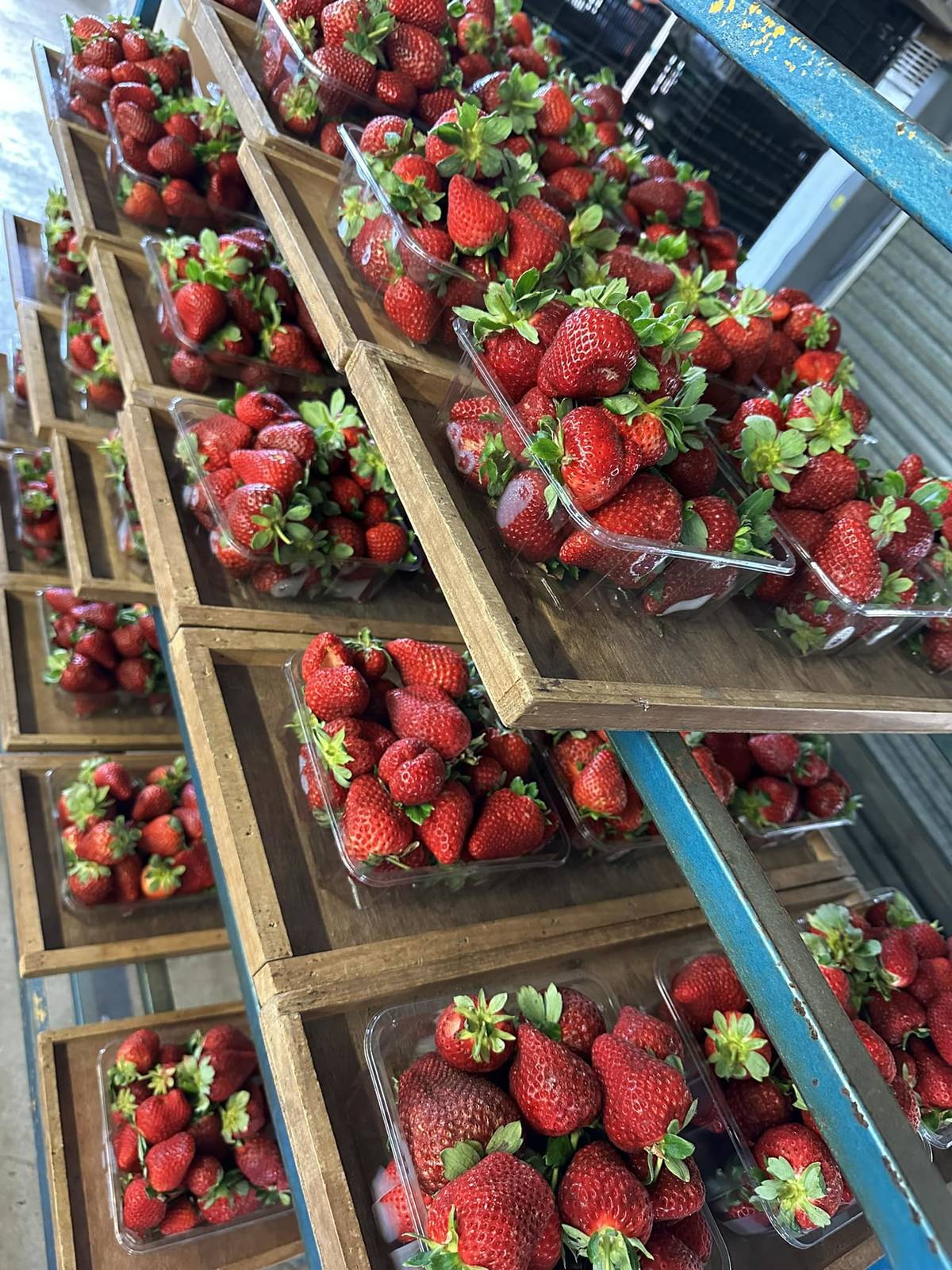 strawberries rolin farms