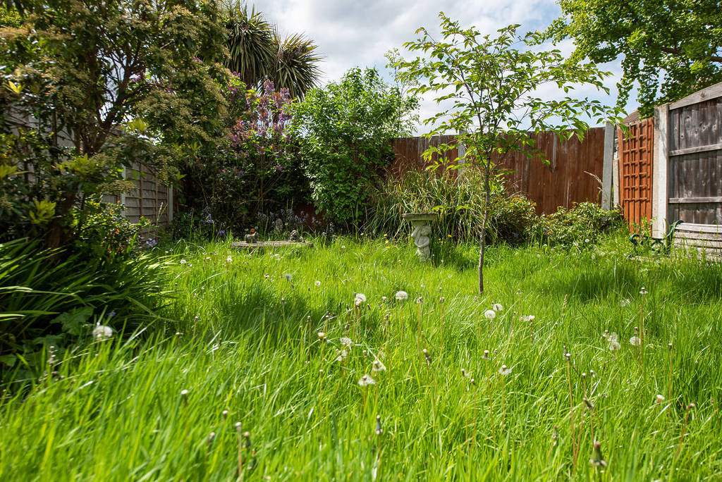 overgrown yard