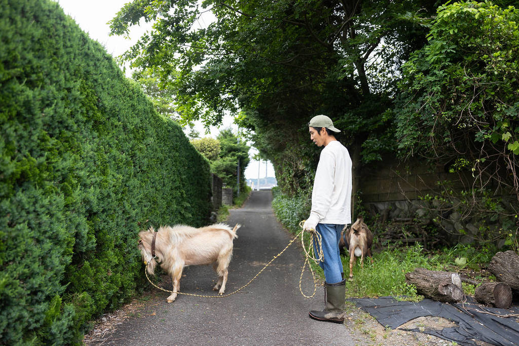 pet goat