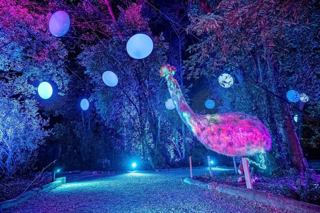 A giant sculpture of a peacock is shining with purple light at LUMA Enchanted.