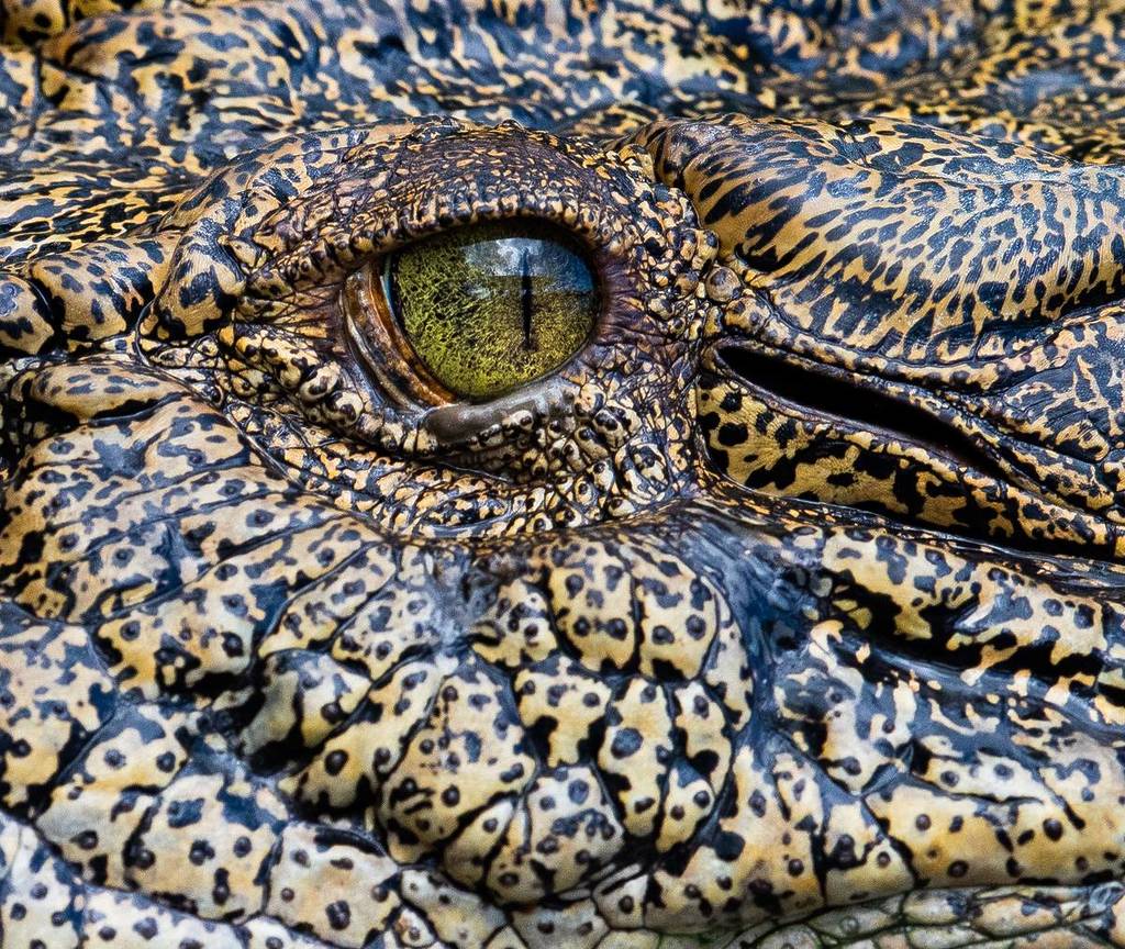 croc world queensland museum kurilpa