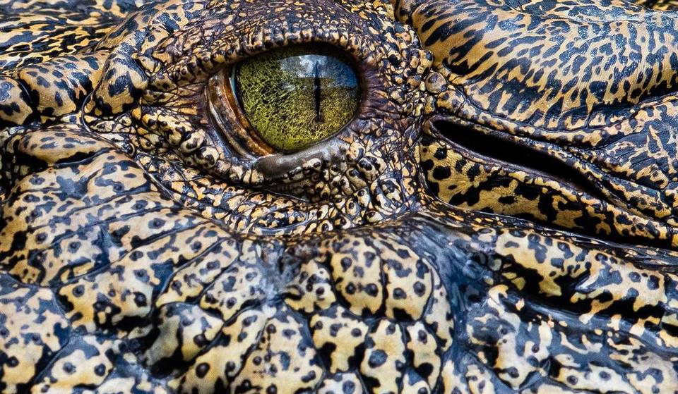This Jaw-Dropping Exhibition For World Crocodile Day Has Plenty Of Bite