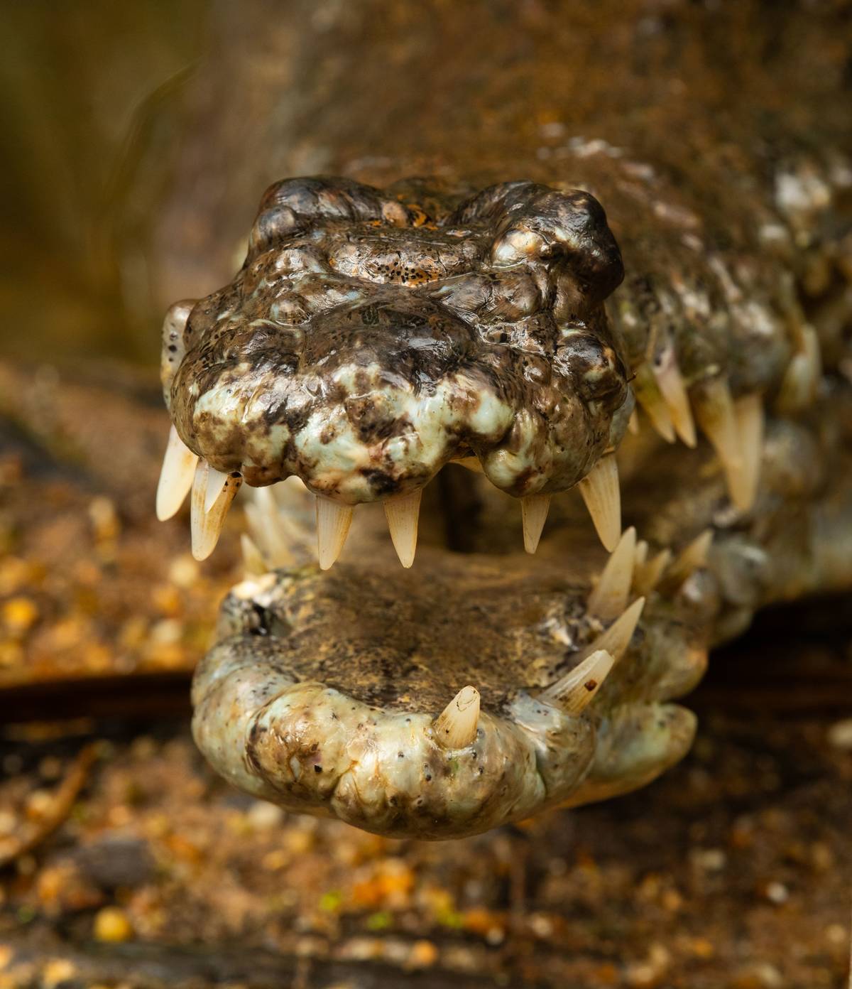 croc world queensland museum kurilpa