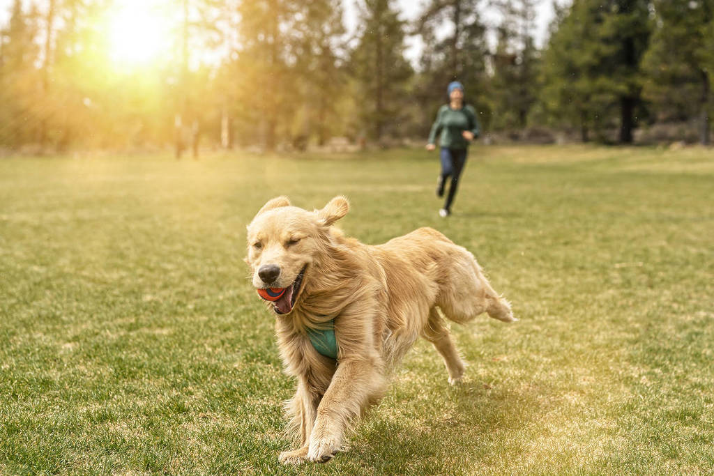 dog park golden running