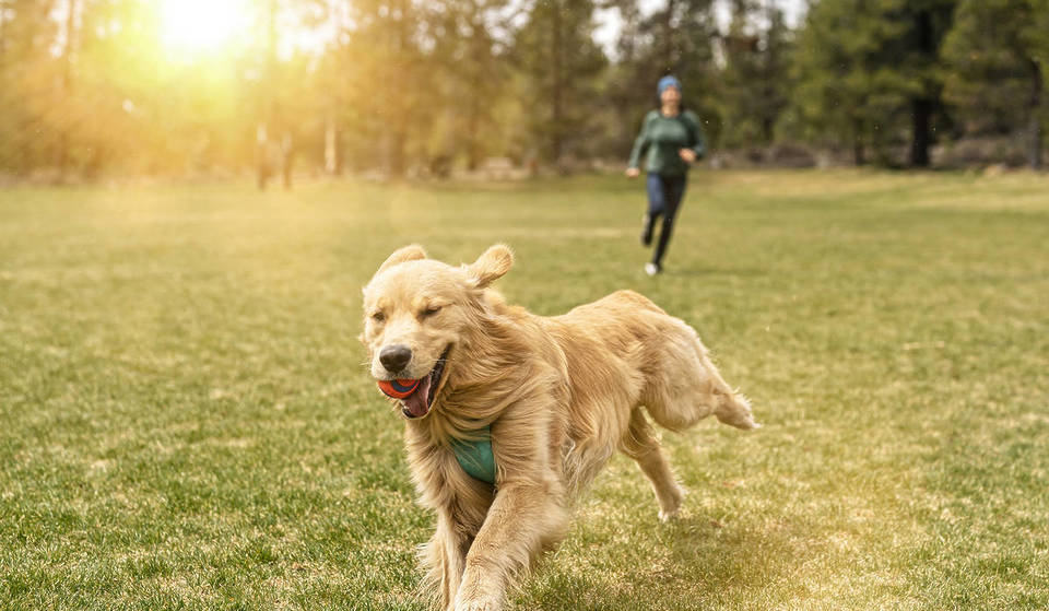 Most Fun Fenced And Off-Leash Dog Parks In And Near Brisbane
