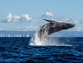 Your Guide To Stunning Whale-Watching In Queensland