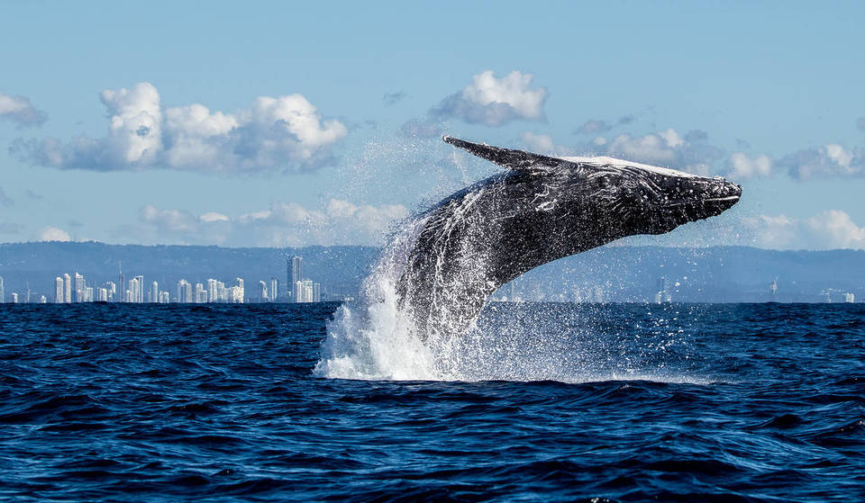 Your Guide To Stunning Whale-Watching In Queensland