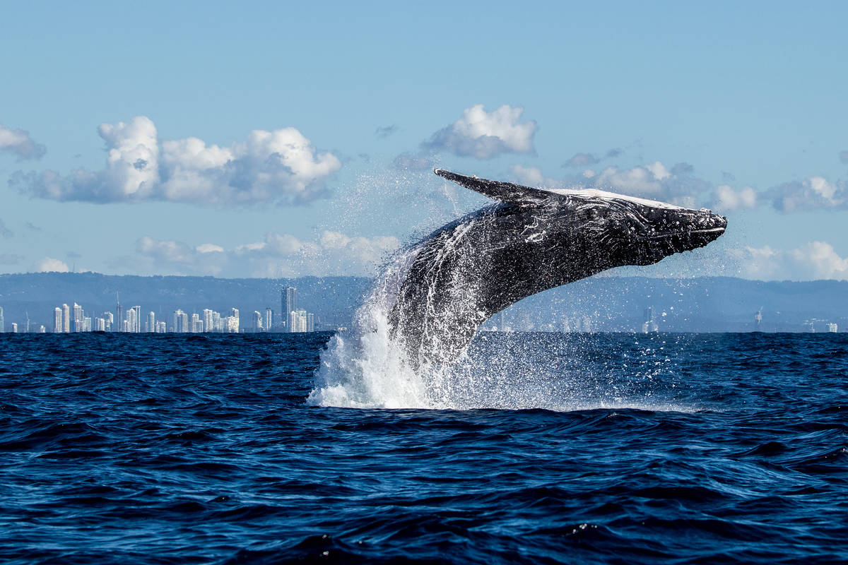 humpback whale breaching surfers paradise