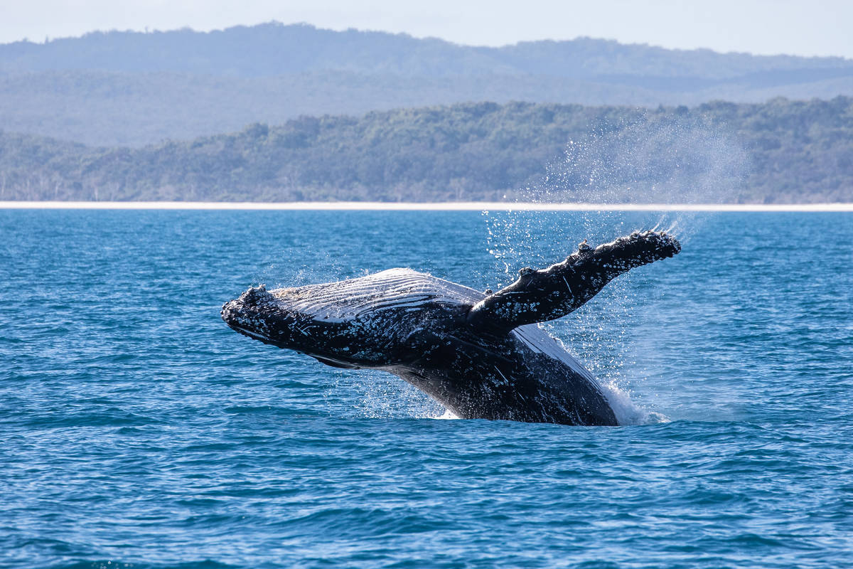 humpback whale breaching