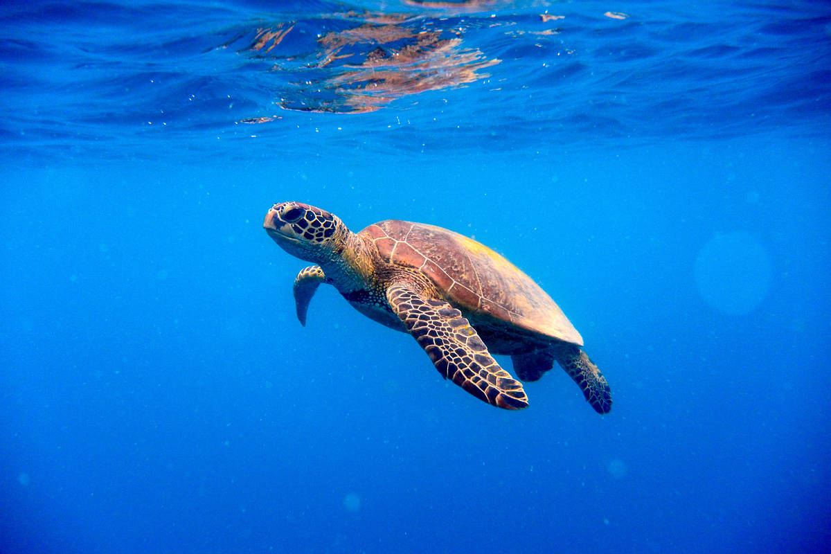 green turtle whitsundays