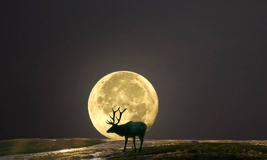 elk buck full moon july