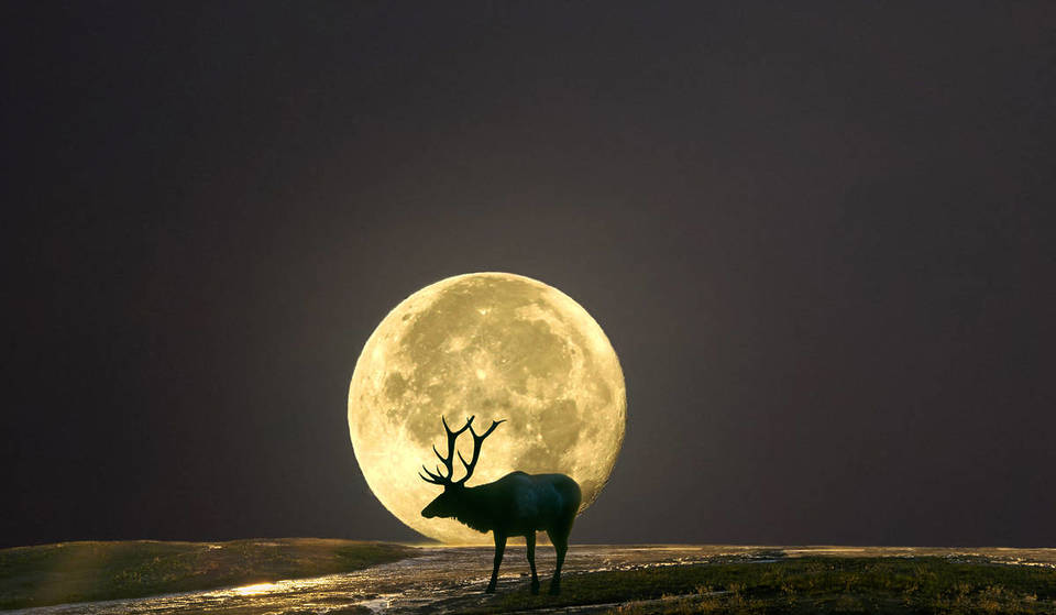 Don&#8217;t Miss The Buck Moon Illuminating Our Skies On July 10