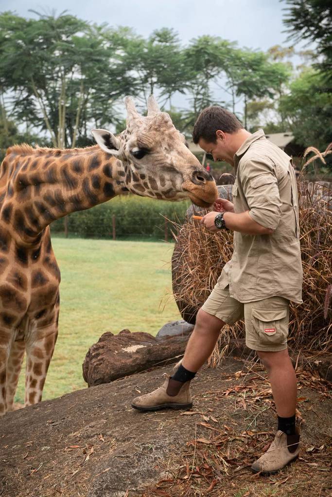 feeding giraffe australia zoo
