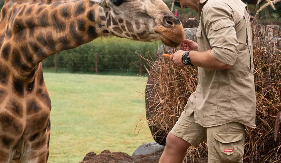 Cuddle Koalas, Feed Kangaroos And Pose With Giraffes At These Amazing Zoos Near Brisbane